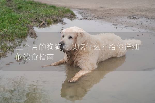 三個月的狗狗可以吃什么？給你詳細(xì)的飲食指南