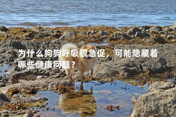 為什么狗狗呼吸很急促，可能隱藏著哪些健康問題？