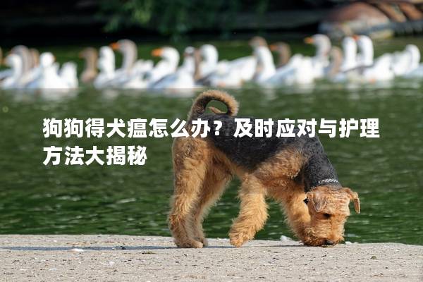 狗狗得犬瘟怎么辦？及時(shí)應(yīng)對(duì)與護(hù)理方法大揭秘