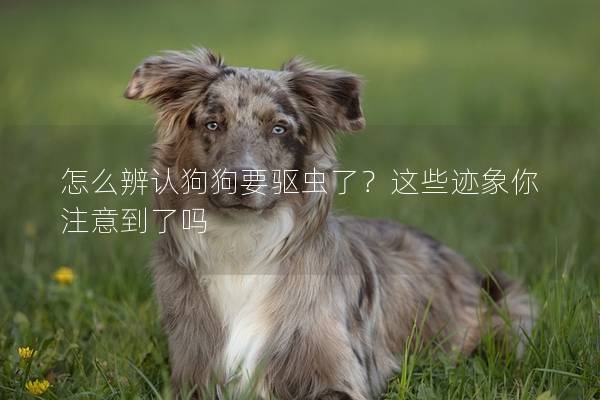 怎么辨認狗狗要驅蟲了?這些跡象你注意到了嗎 怎么辨認狗狗要驅蟲了?這些跡象你注意到了嗎