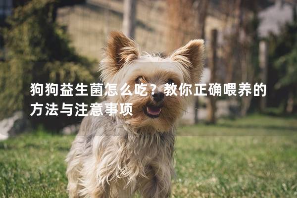狗狗益生菌怎么吃？教你正確喂養(yǎng)的方法與注意事項