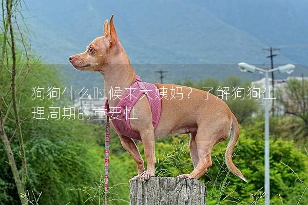狗狗什么時(shí)候來(lái)大姨媽?zhuān)苛私夤饭飞碇芷诘闹匾?></em><p>狗狗什么時(shí)候來(lái)大姨媽?zhuān)苛私夤饭飞碇芷诘闹匾?/p><span>2025-02-21</span></a></li><li><a title=