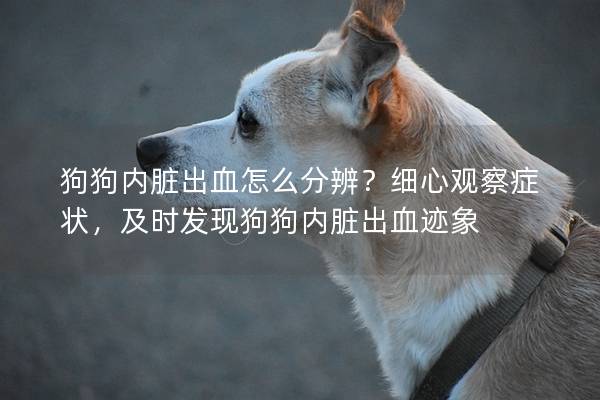 狗狗內臟出血怎么分辨？細心觀察癥狀，及時發現狗狗內臟出血跡象