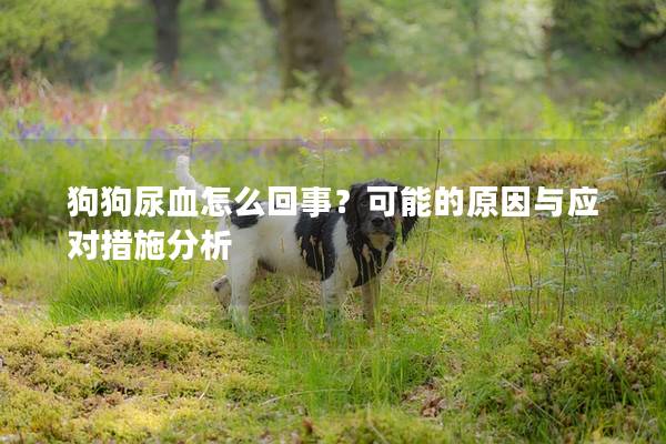 狗狗尿血怎么回事?可能的原因與應對措施分析 狗狗尿血怎么回事?可能的原因與應對措施分析