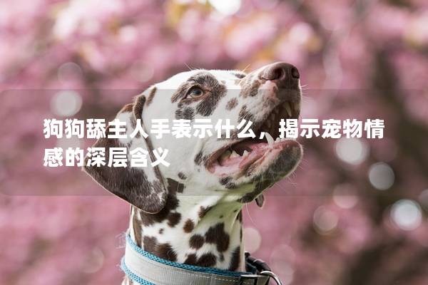 狗狗舔主人手表示什么，揭示寵物情感的深層含義