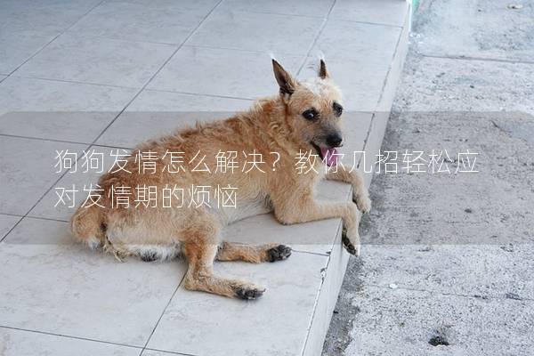 狗狗發(fā)情怎么解決？教你幾招輕松應(yīng)對(duì)發(fā)情期的煩惱