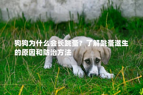 狗狗為什么會長跳蚤？了解跳蚤滋生的原因和防治方法