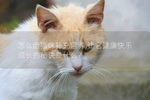 怎么給貓咪補充營養(yǎng),讓它健康快樂成長的秘訣是什么？