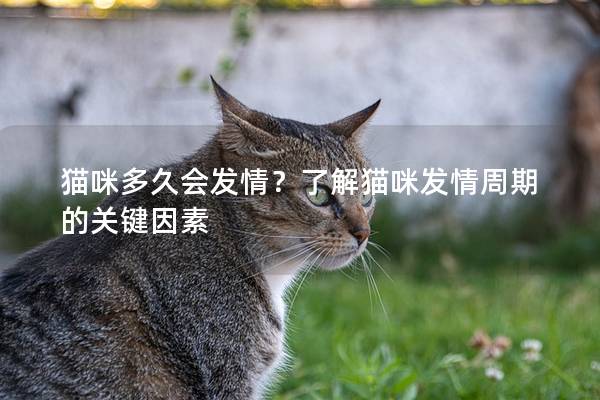 貓咪多久會發(fā)情？了解貓咪發(fā)情周期的關鍵因素