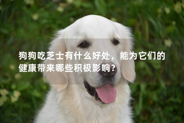 狗狗吃芝士有什么好處，能為它們的健康帶來哪些積極影響？