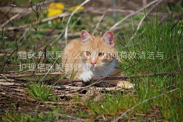 貓咪有眼屎怎么辦，如何有效清潔與護理貓咪眼部健康？