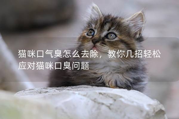 貓咪口氣臭怎么去除，教你幾招輕松應對貓咪口臭問題