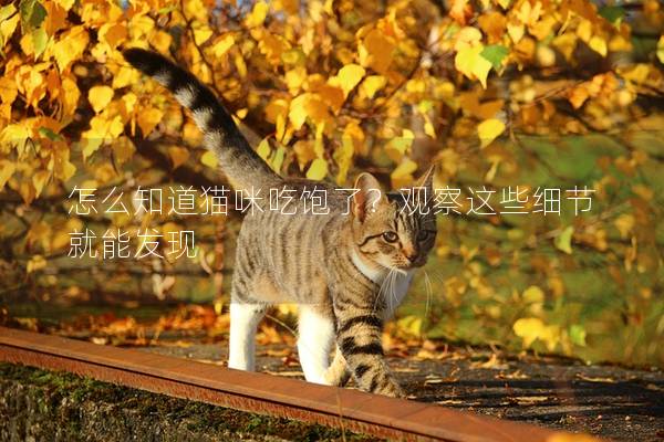 怎么知道貓咪吃飽了？觀察這些細節(jié)就能發(fā)現(xiàn)