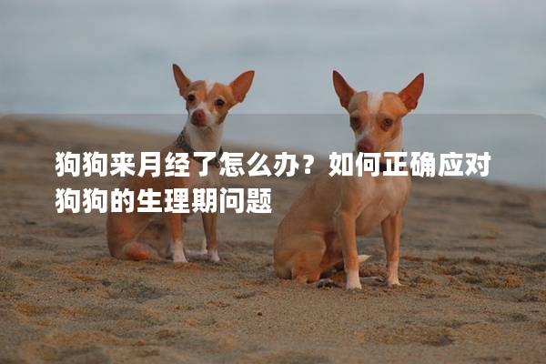 狗狗來月經了怎么辦？如何正確應對狗狗的生理期問題