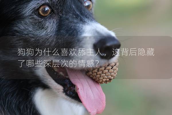 狗狗為什么喜歡舔主人，這背后隱藏了哪些深層次的情感？
