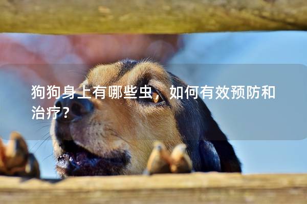 狗狗身上有哪些蟲，如何有效預防和治療？