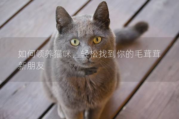 如何領(lǐng)養(yǎng)貓咪，輕松找到你的毛茸茸新朋友
