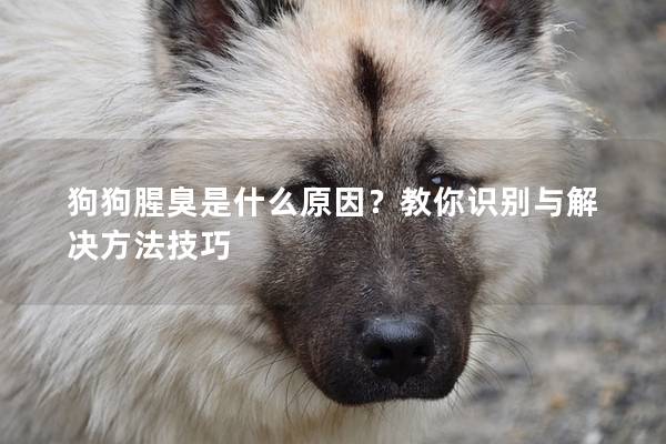 狗狗腥臭是什么原因？教你識(shí)別與解決方法技巧