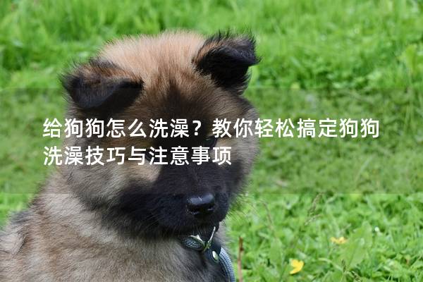 給狗狗怎么洗澡？教你輕松搞定狗狗洗澡技巧與注意事項