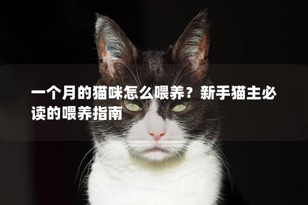 一個月的貓咪怎么喂養？新手貓主必讀的喂養指南