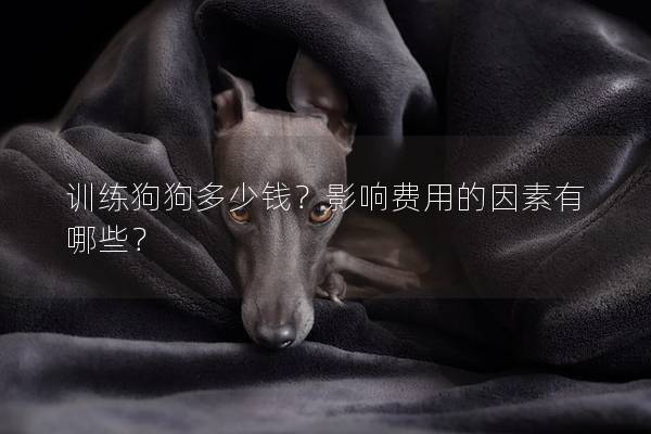訓練狗狗多少錢？影響費用的因素有哪些？