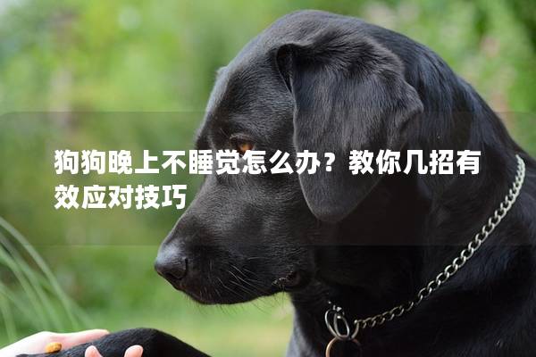 狗狗晚上不睡覺怎么辦？教你幾招有效應對技巧