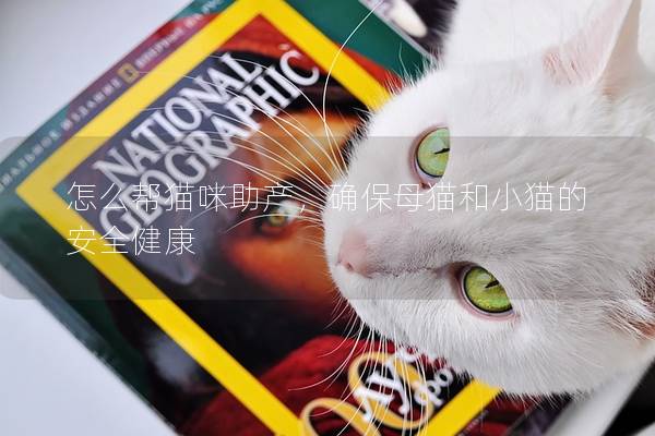 怎么幫貓咪助產(chǎn)，確保母貓和小貓的安全健康
