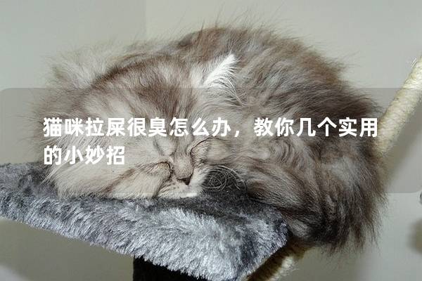 貓咪拉屎很臭怎么辦，教你幾個實用的小妙招
