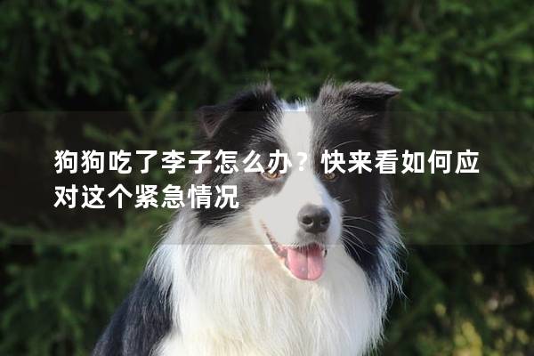 狗狗吃了李子怎么辦？快來看如何應對這個緊急情況