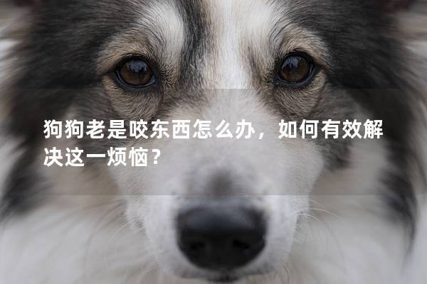 狗狗老是咬東西怎么辦，如何有效解決這一煩惱？