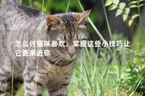 怎么討貓咪喜歡，掌握這些小技巧讓它更親近你