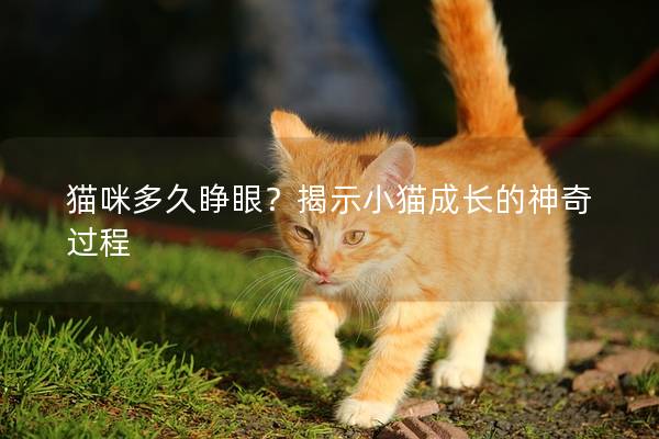 貓咪多久睜眼？揭示小貓成長的神奇過程