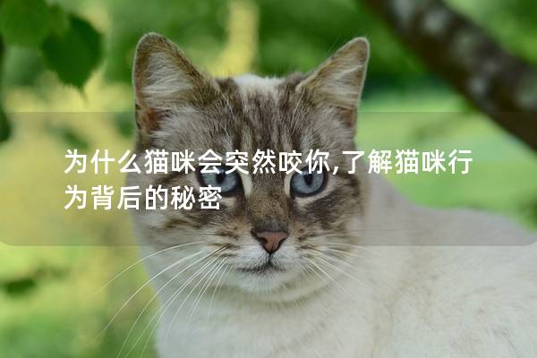 為什么貓咪會突然咬你,了解貓咪行為背后的秘密