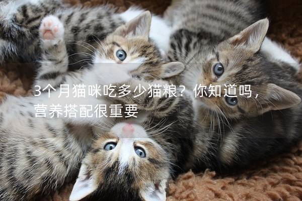 3個月貓咪吃多少貓糧？你知道嗎，營養搭配很重要