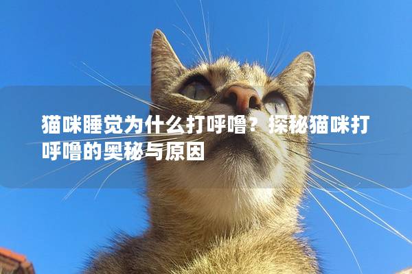 貓咪睡覺為什么打呼嚕？探秘貓咪打呼嚕的奧秘與原因