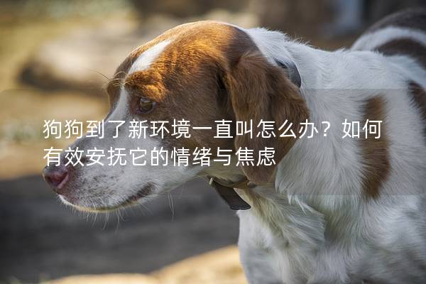 狗狗到了新環(huán)境一直叫怎么辦？如何有效安撫它的情緒與焦慮