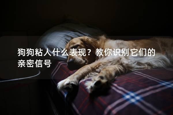 狗狗粘人什么表現(xiàn)？教你識(shí)別它們的親密信號(hào)