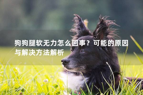 狗狗腿軟無力怎么回事？可能的原因與解決方法解析