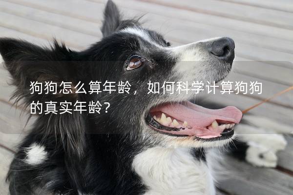 狗狗怎么算年齡，如何科學(xué)計(jì)算狗狗的真實(shí)年齡？
