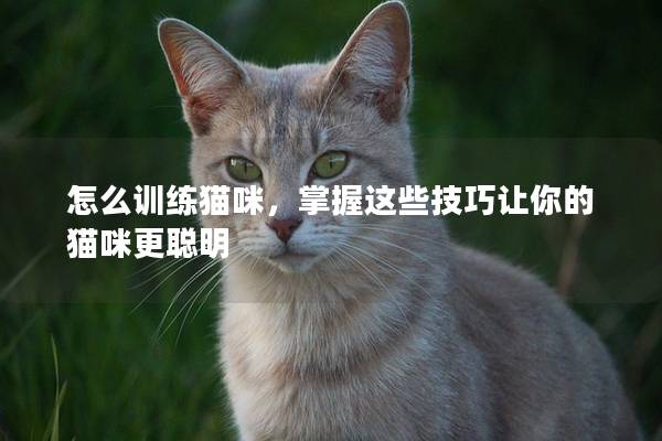 怎么訓(xùn)練貓咪，掌握這些技巧讓你的貓咪更聰明