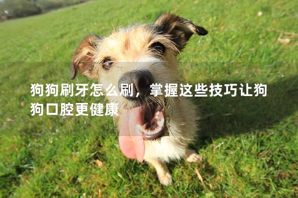 狗狗刷牙怎么刷，掌握這些技巧讓狗狗口腔更健康