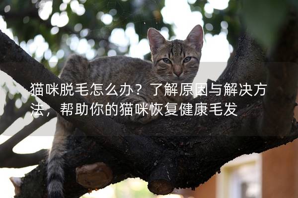 貓咪脫毛怎么辦？了解原因與解決方法，幫助你的貓咪恢復(fù)健康毛發(fā)