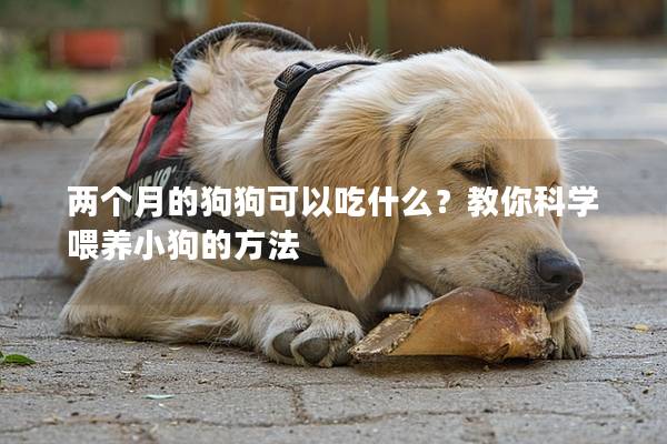 兩個月的狗狗可以吃什么？教你科學喂養小狗的方法