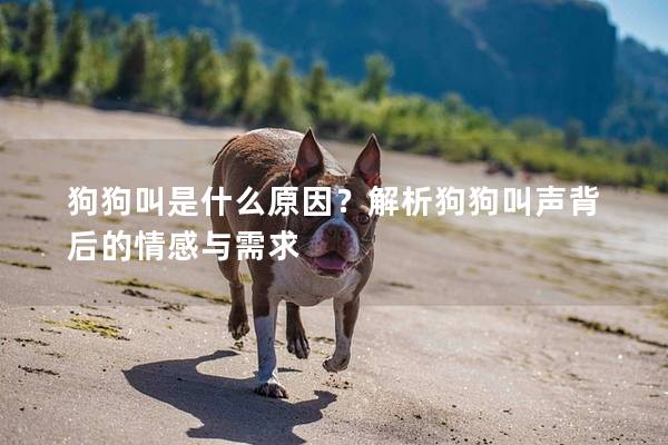 狗狗叫是什么原因？解析狗狗叫聲背后的情感與需求
