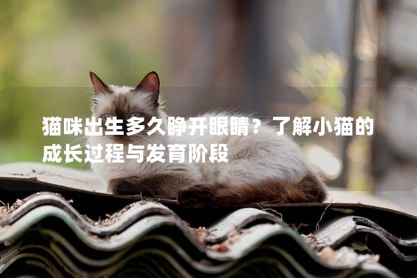 貓咪出生多久睜開眼睛？了解小貓的成長過程與發育階段