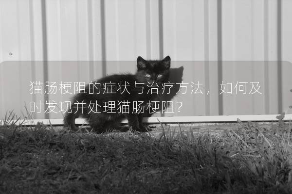貓腸梗阻的癥狀與治療方法，如何及時(shí)發(fā)現(xiàn)并處理貓腸梗阻？
