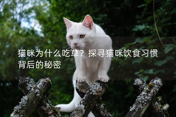 貓咪為什么吃草？探尋貓咪飲食習慣背后的秘密