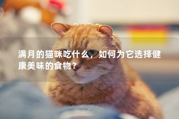 滿月的貓咪吃什么，如何為它選擇健康美味的食物？