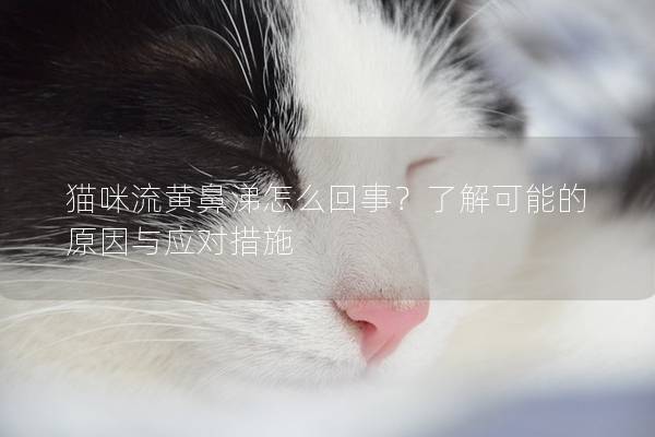貓咪流黃鼻涕怎么回事？了解可能的原因與應對措施