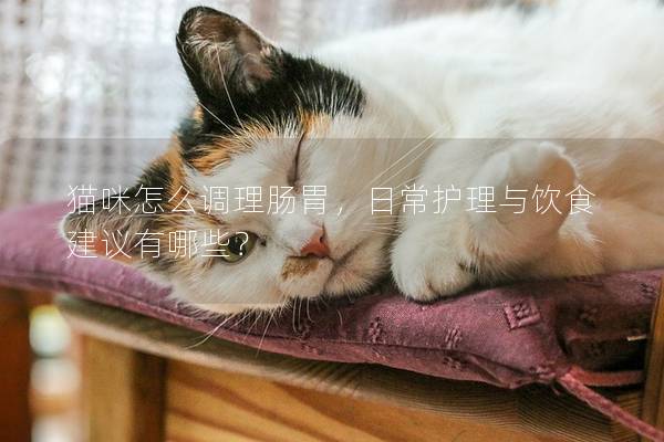 貓咪怎么調理腸胃，日常護理與飲食建議有哪些？